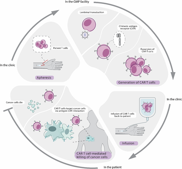 CAR T-Cell Therapy - Peter MacCallum Cancer Centre